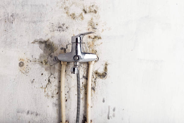 Best Mold Removal Near Me  in Ramapo College Of New Jersey, NJ