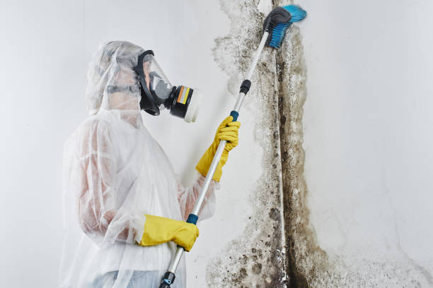 Best Professional Mold Removal  in Ramapo College Of New Jersey, NJ