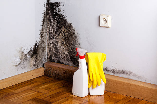 Best Mold Cleaning Services  in Ramapo College Of New Jersey, NJ