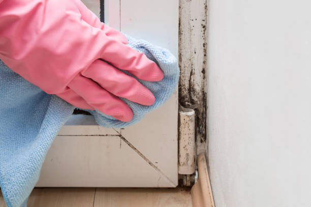 Best Mold Cleaning Services  in Ramapo College Of New Jersey, NJ