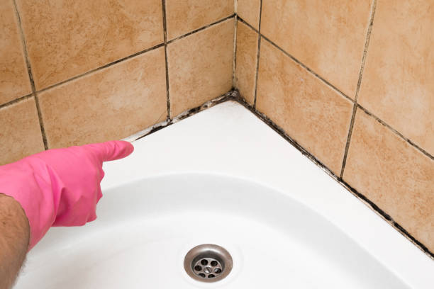Best Mold Damage Repair  in Ramapo College Of New Jersey, NJ